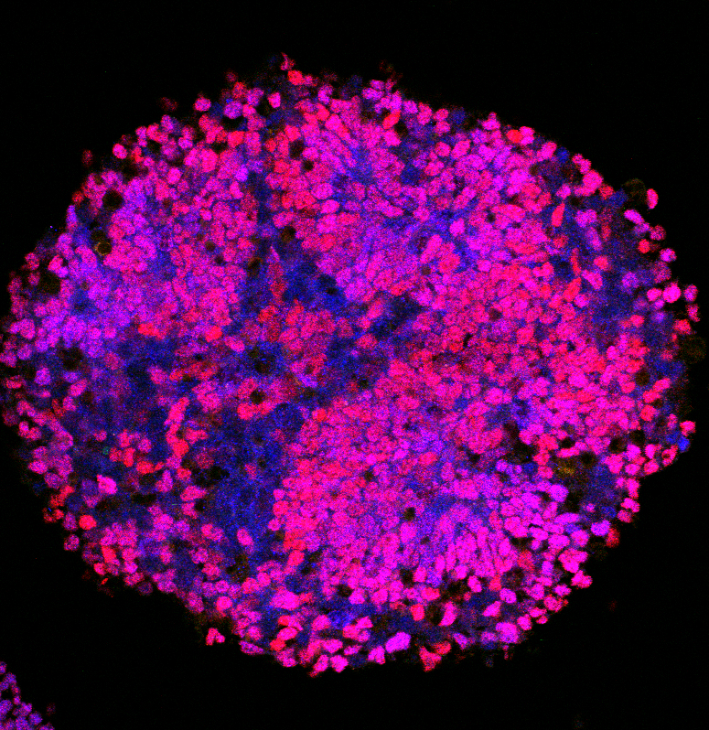 Ribes Lab - Institut Jacques Monod