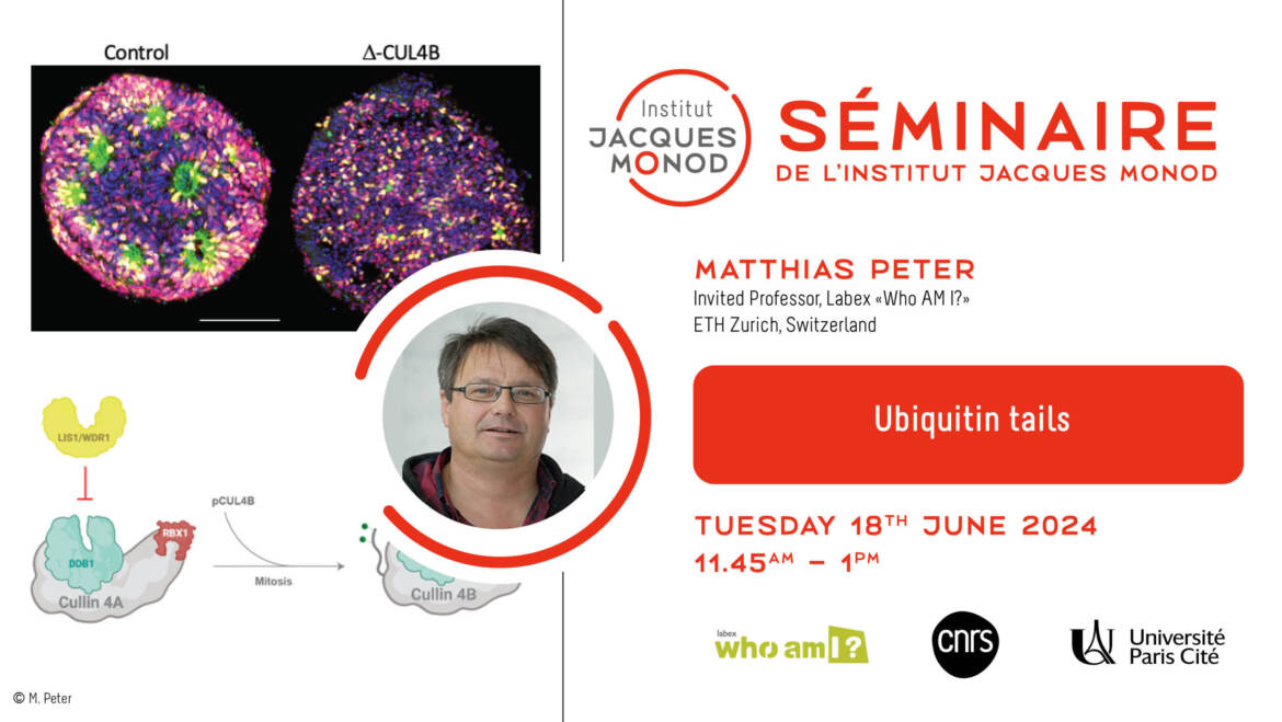 IJM Seminar – Matthias Peter – 18/06/2024